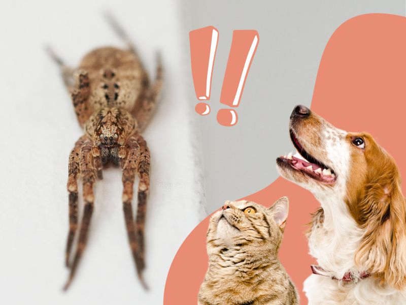 Nosferatu-Spinne gefährlich für Hund und Katze
