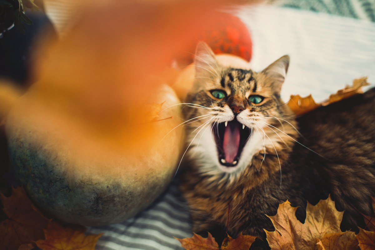 Katzen schlafen im Herbst mehr und sind müde