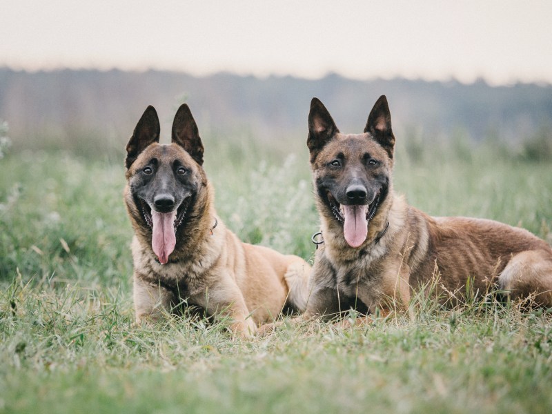 Malinois schlaueste Hunderasse liegen im Gras