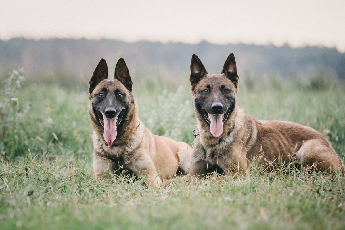 Malinois schlaueste Hunderasse liegen im Gras