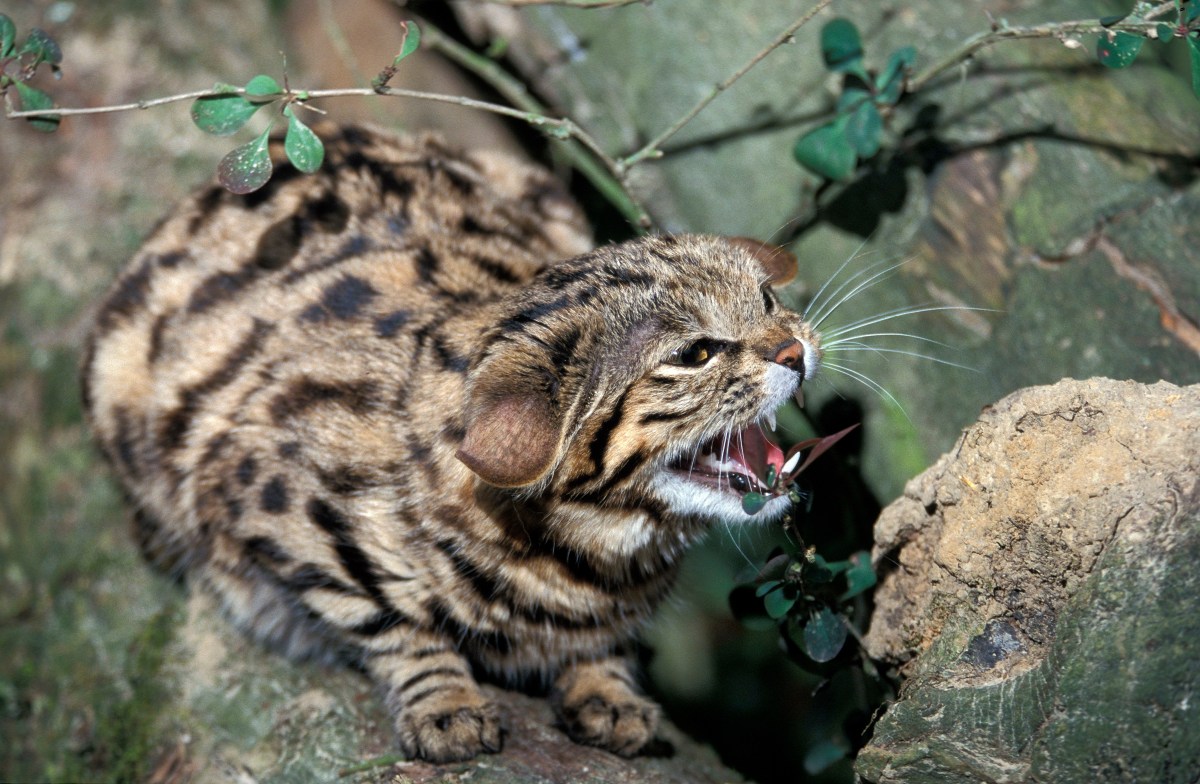 Schwarzfußkatze faucht