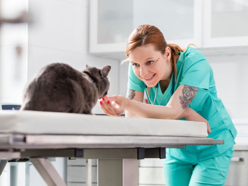 Frau beim Tierarzt in Polen untersucht Katze