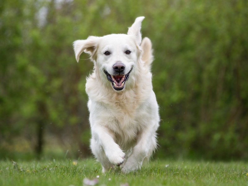 Überdrehter Hund rennt über die Wiese