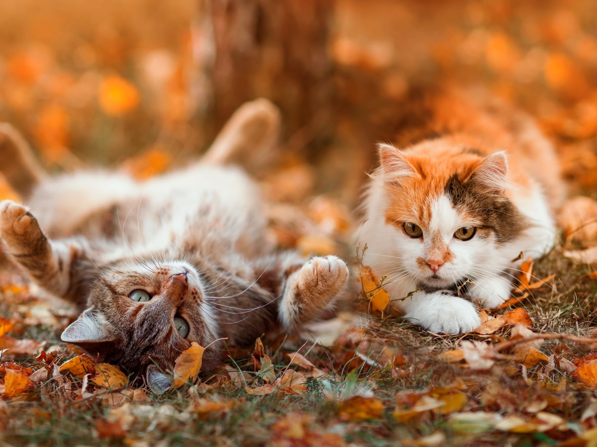 Herbst wann ist Fellwechsel Katzen im Laub