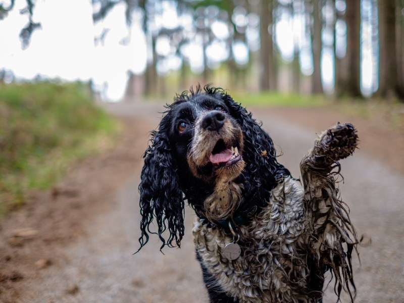 Warum stinken nasse Hunde, nasser Hund im Wald