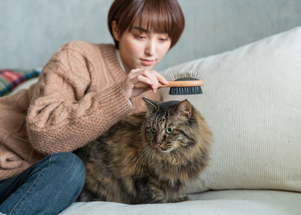 Wie oft Katze bürsten, Frau mit Katze auf dem Sofa