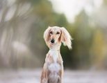Windhund