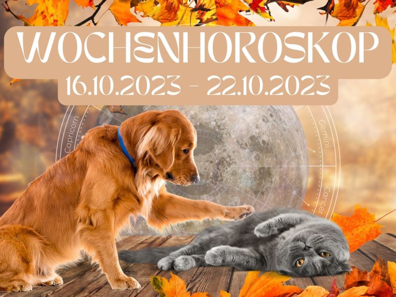 Haustier Horoskop Woche 16.10-22.10.2023