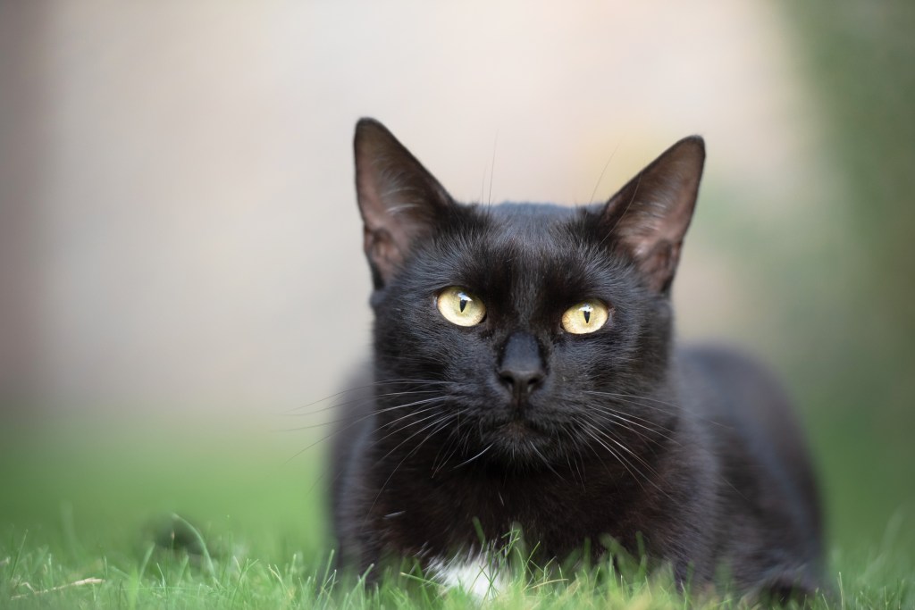 Persönlichkeitstest: schwarze Katze