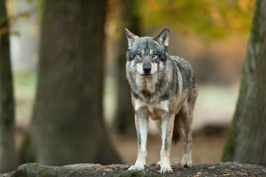 Personality Test: Wolf