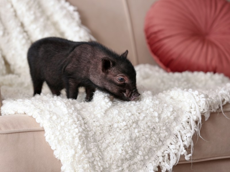 Ein Minischwein schnüffelt eine weiße Decke auf einem beigen Sofa.