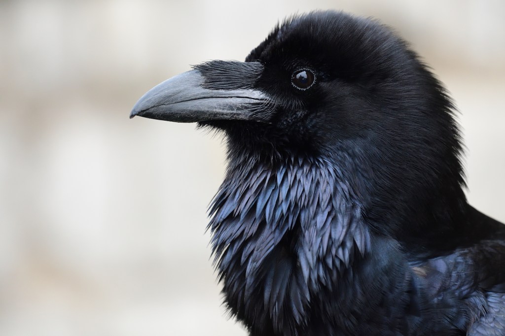 Personality Test: Crow