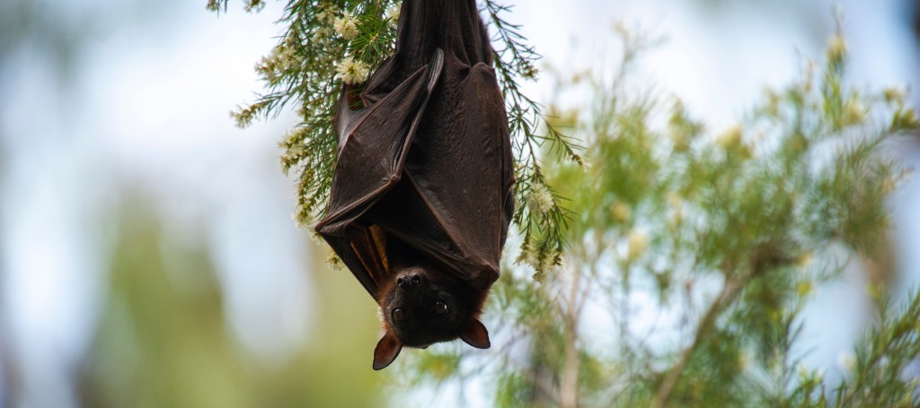 Personality Test: Bats