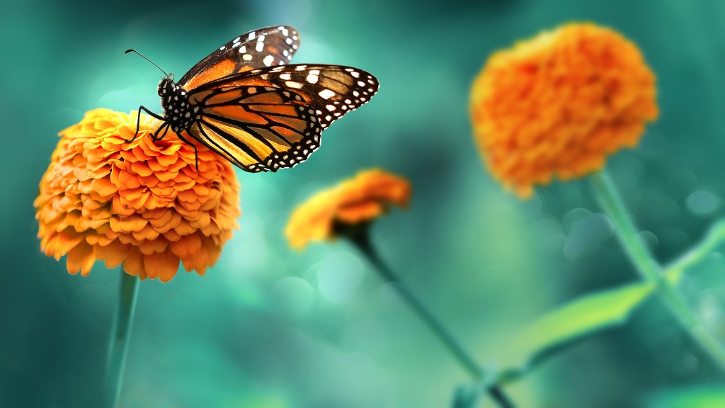 Persönlichkeitstest: Was ein Schmetterling über dich verrät