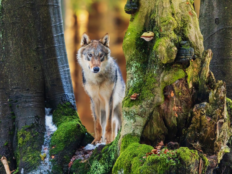 Persönlichkeitstest: Wolf, Bäume oder Haus? Was fällt dir zuerst auf?