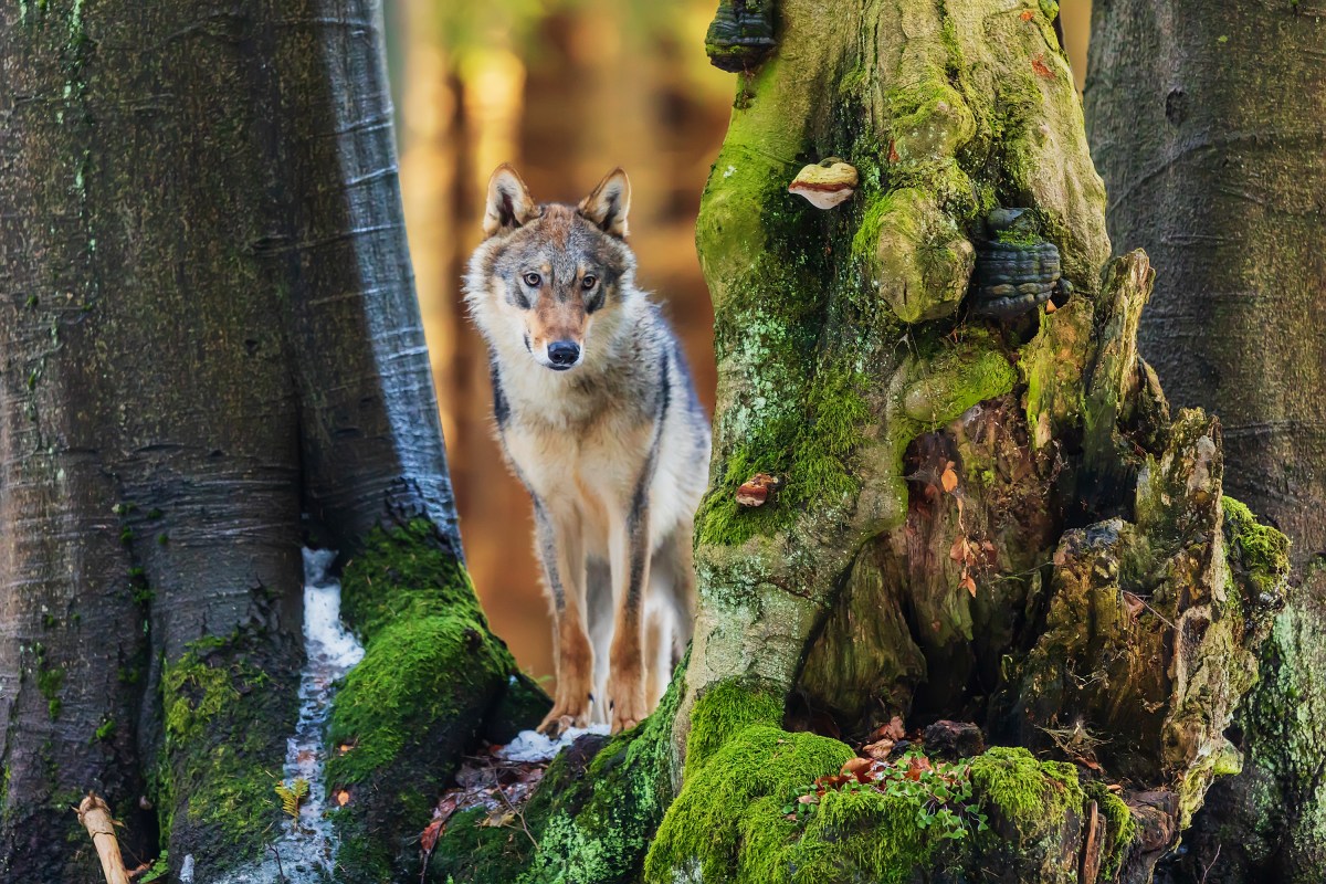Persönlichkeitstest: Wolf, Bäume oder Haus? Was fällt dir zuerst auf?