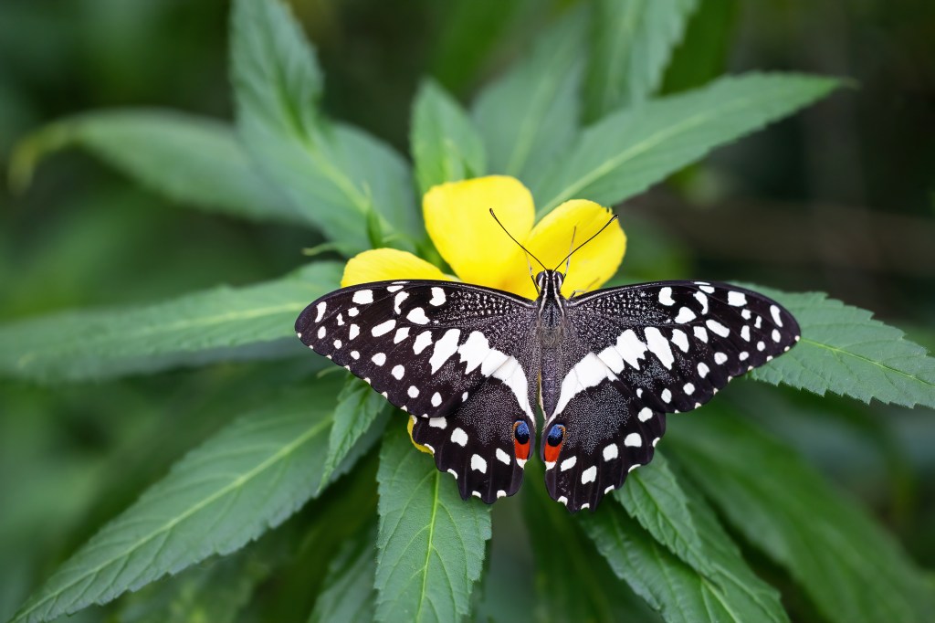 Persönlichkeitstest: Was ein Schmetterling über dich verrät