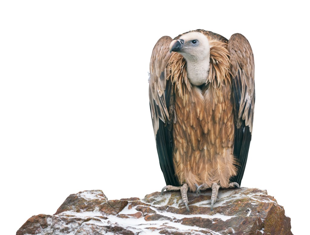 Personality Test: Eagle