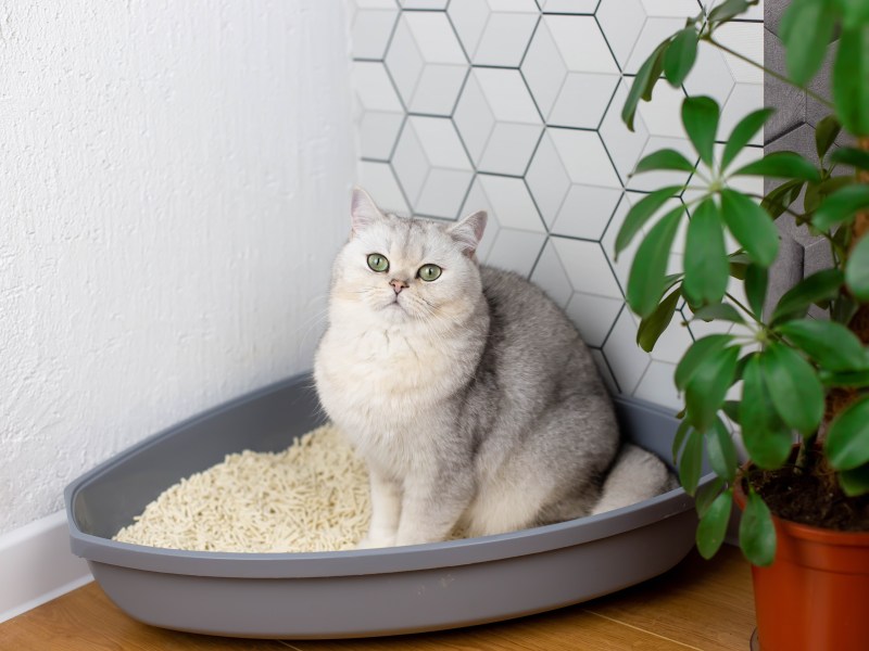 Katze mit Blasenentzündung sitzt im Katzenklo