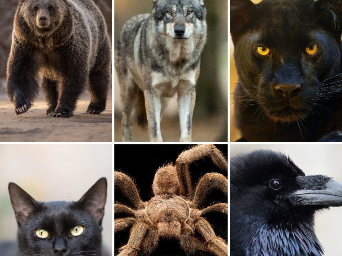 Persönlichkeitstest: Tierwahl verrät dunklen Charakterzug