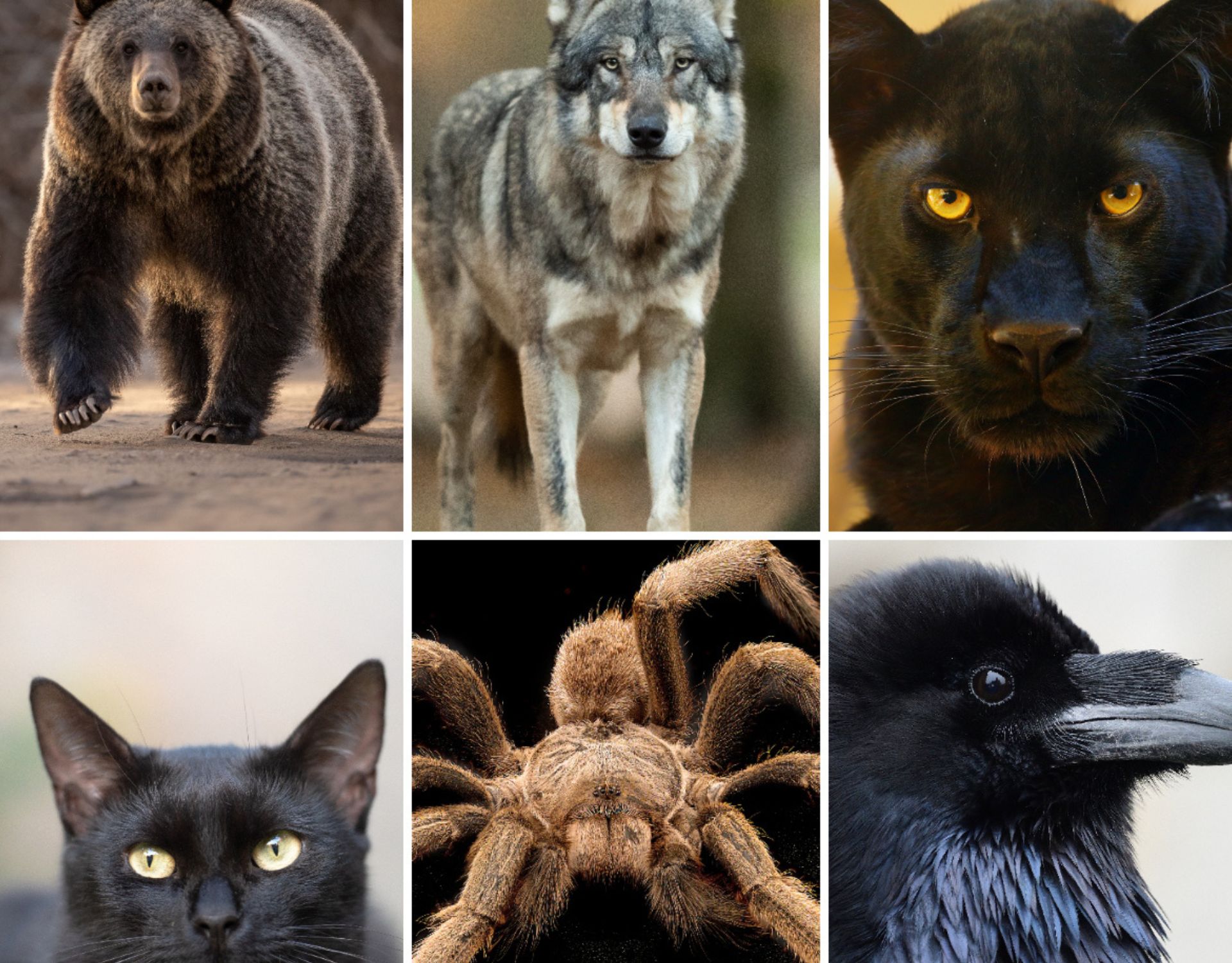 Personality test: Your choice of animal reveals your dark side
