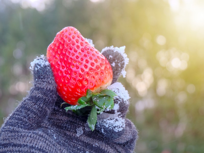 Erdbeeren im Winter