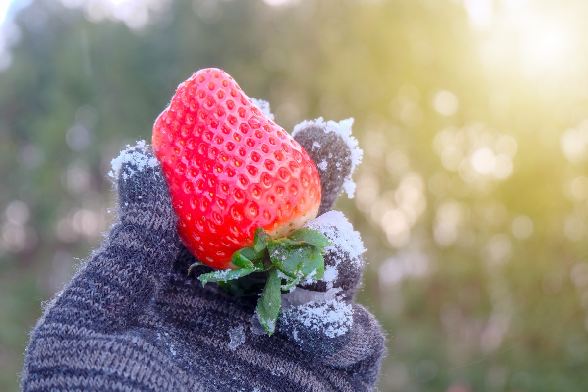 Erdbeeren im Winter
