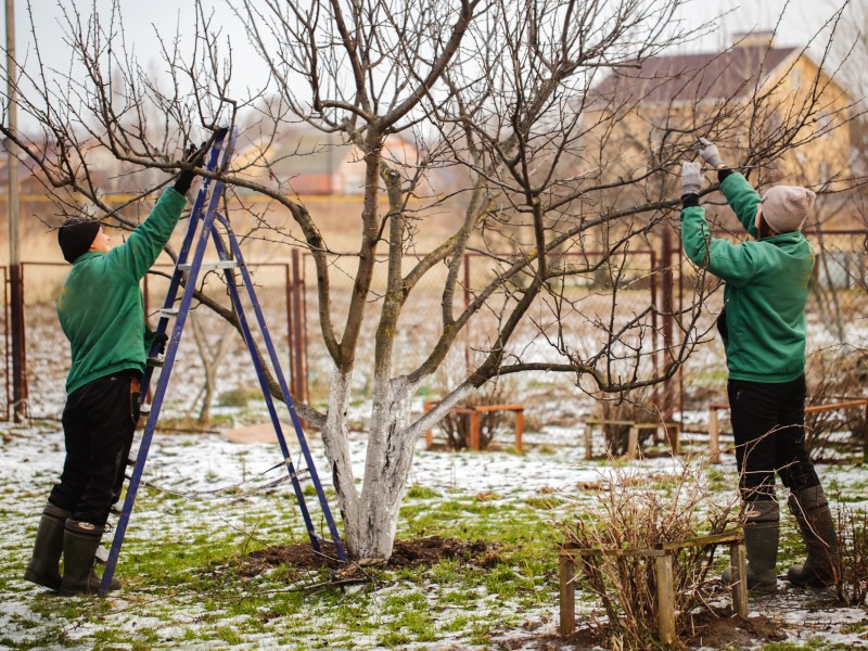 Leute machen Garten winterfest