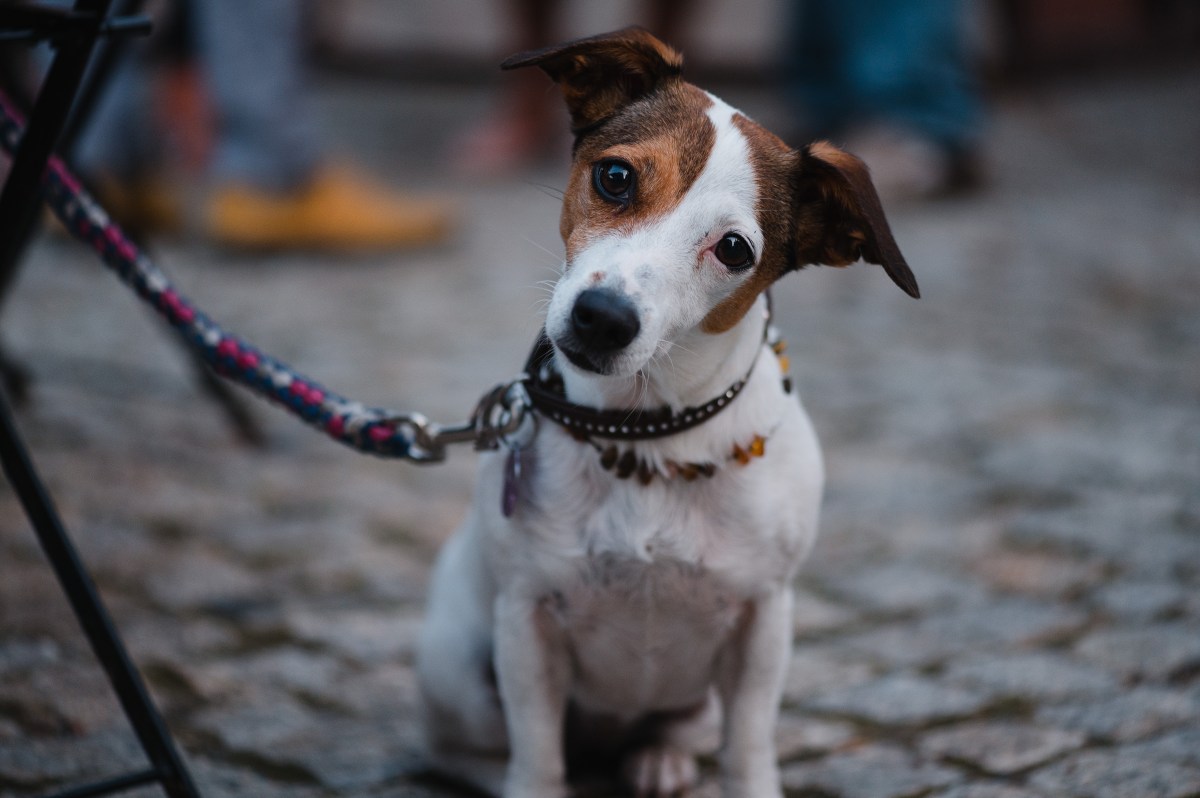 Hund schaut in die Kamera