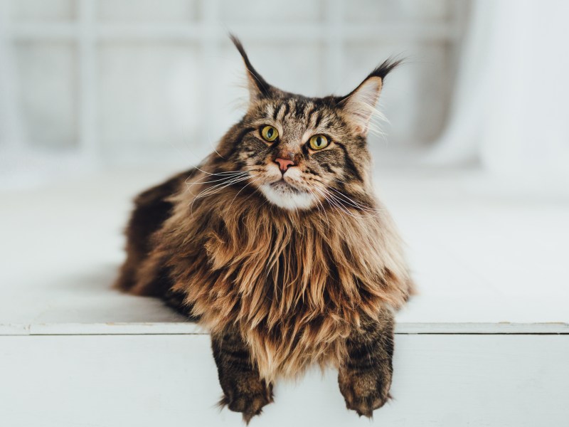 Große Katzenrasse Maine Coon