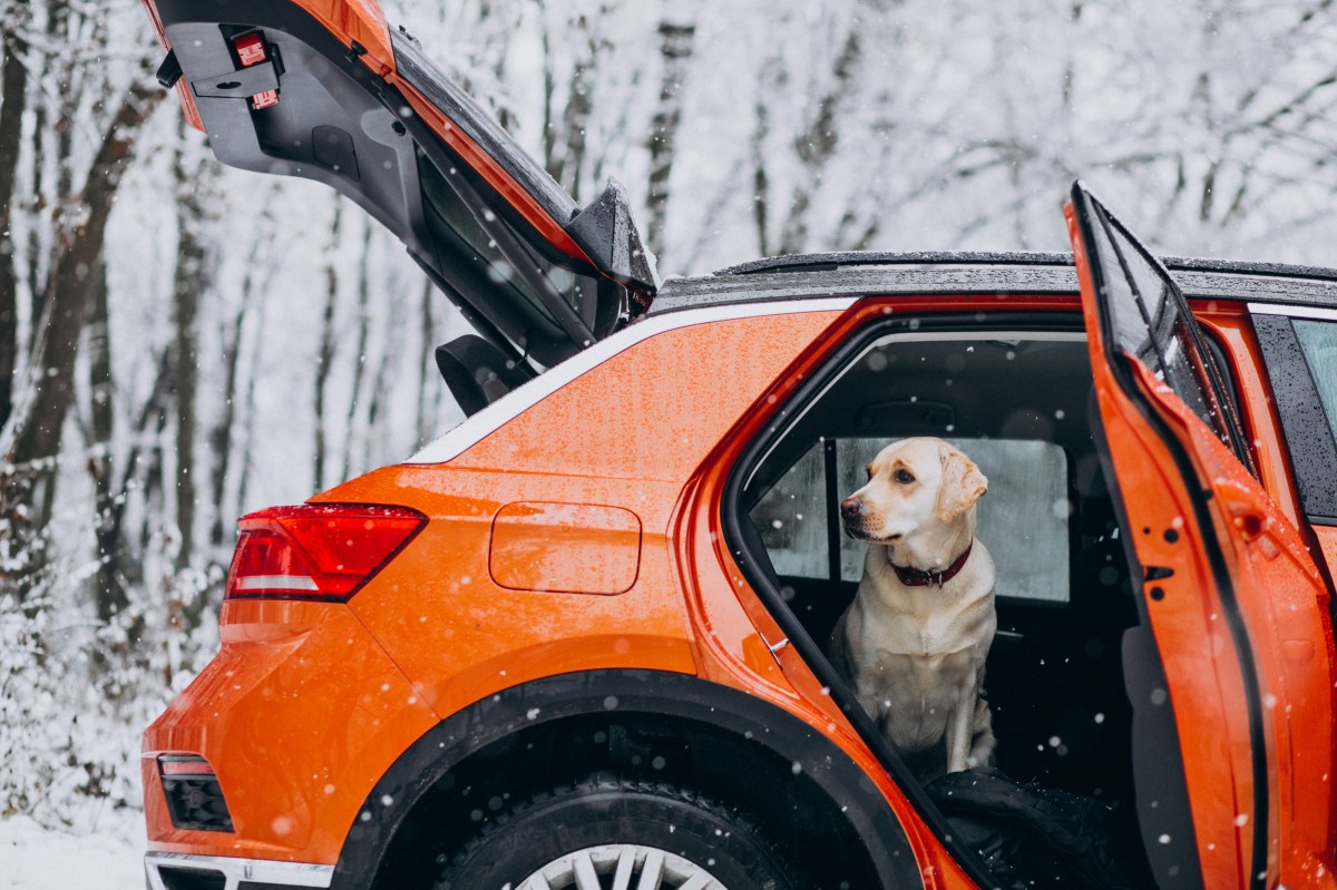 Hund im Auto im Winter