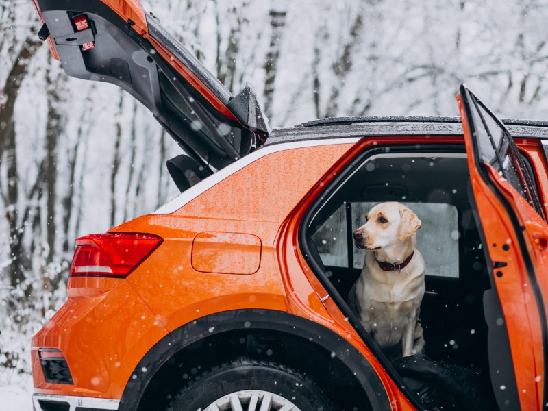 Hund im Auto im Winter