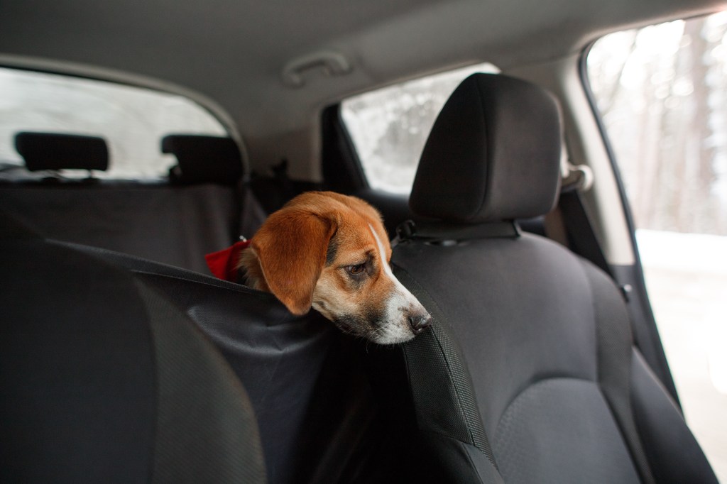 Hund bei Kälte im Auto