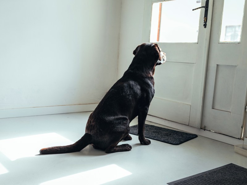 Hund wartet vor der Tür