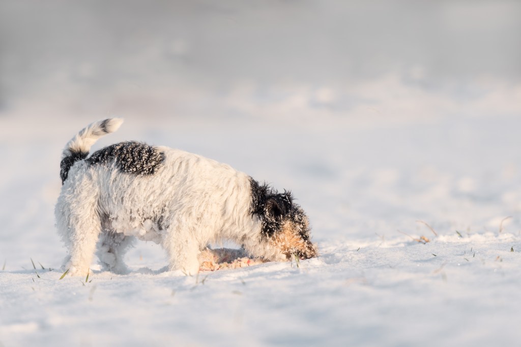 Hund frisst Schnee