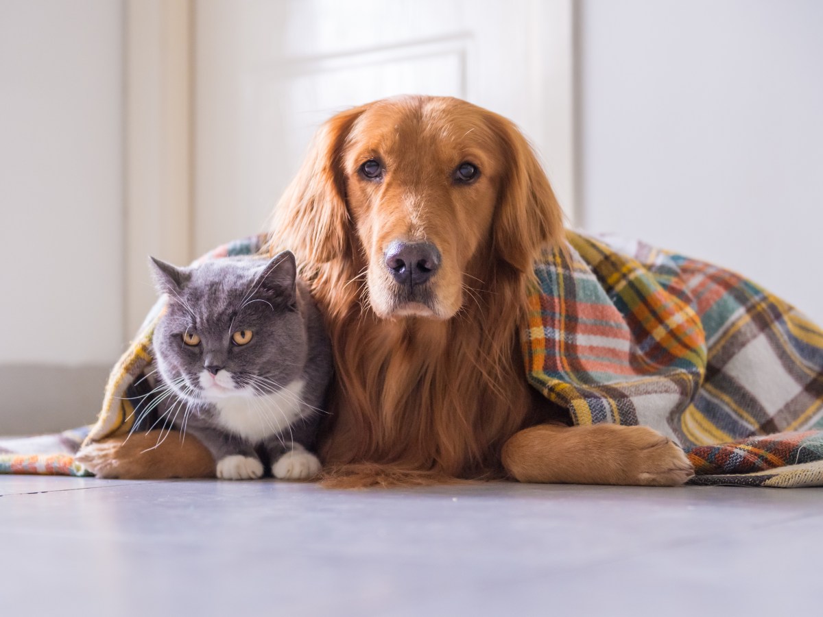 Hund und Katze unter einer Decke