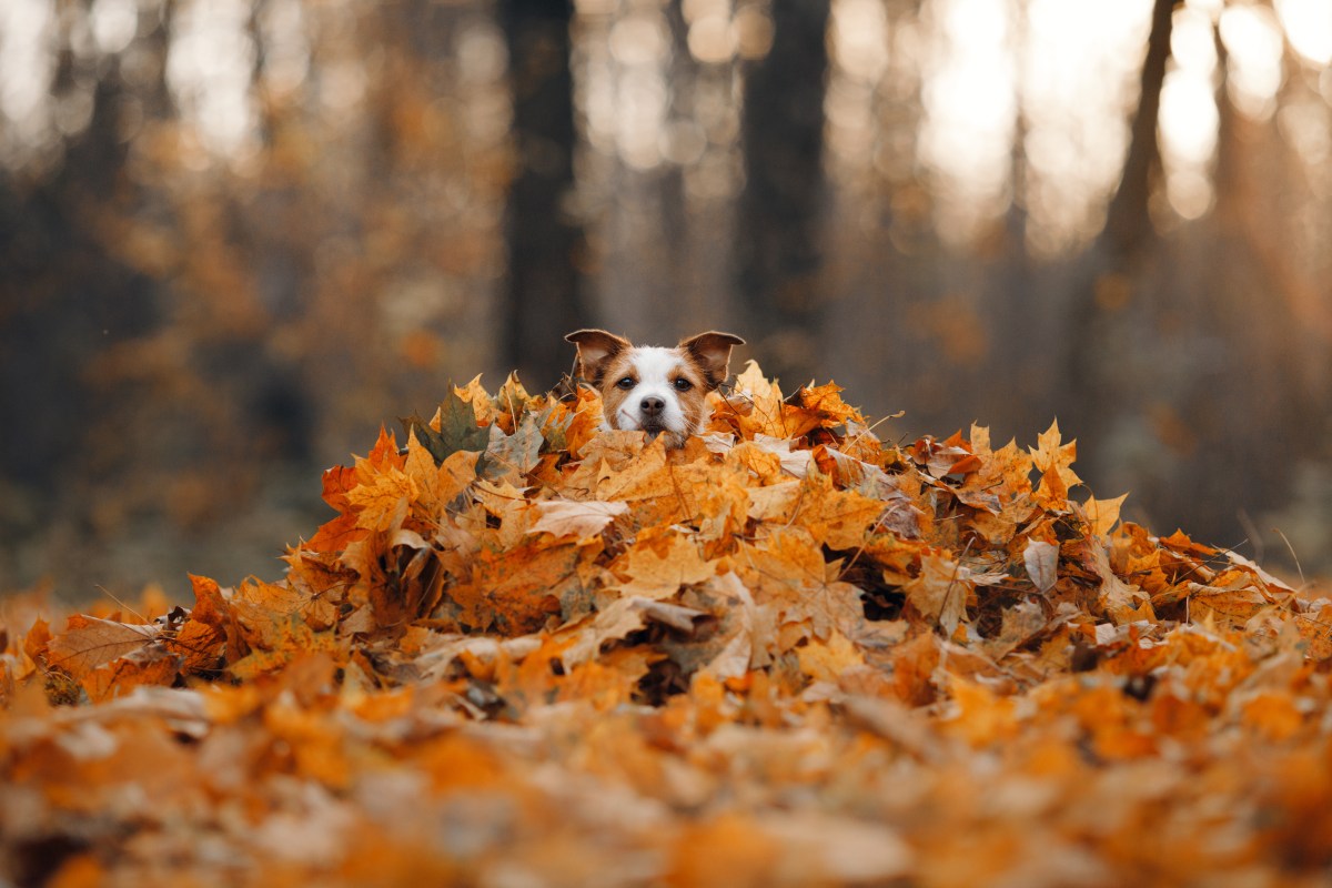 Hund im Laubhaufen