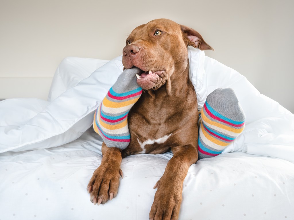 Hund kaut an Socken-Füßen