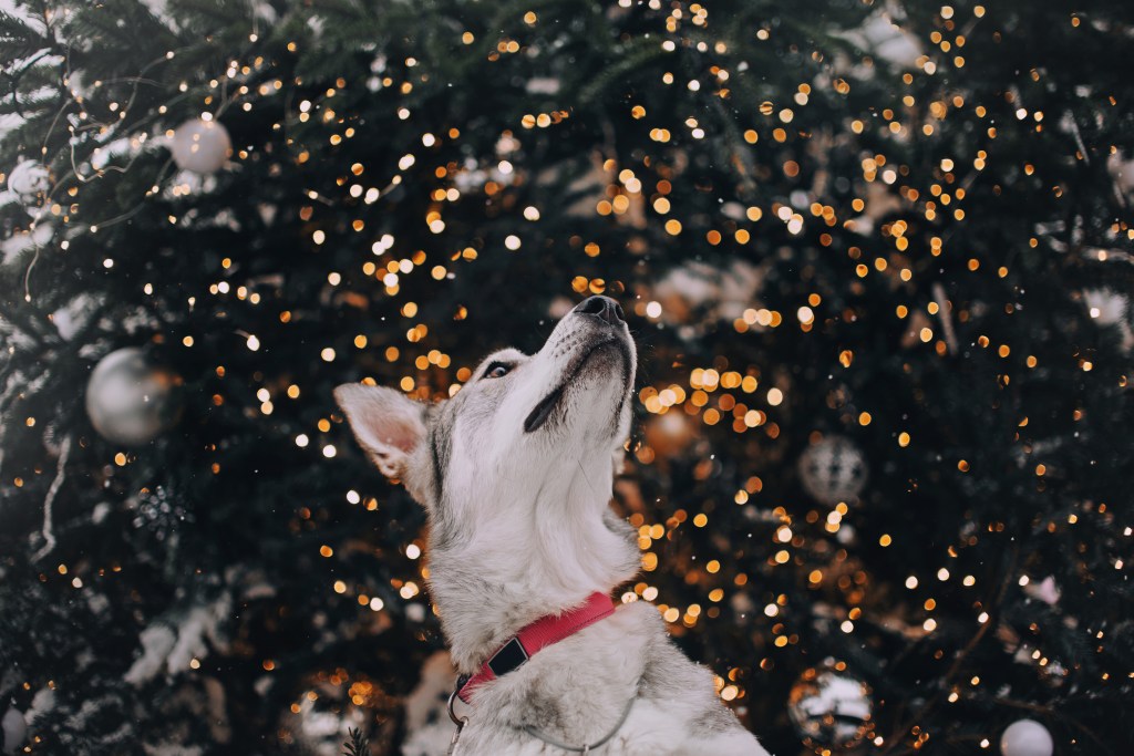 Hund schaut Weihnachtsbaum an