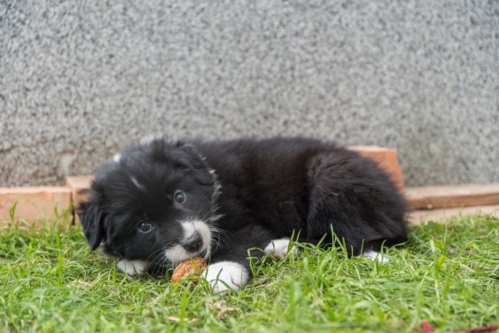 Hund frisst Walnuss