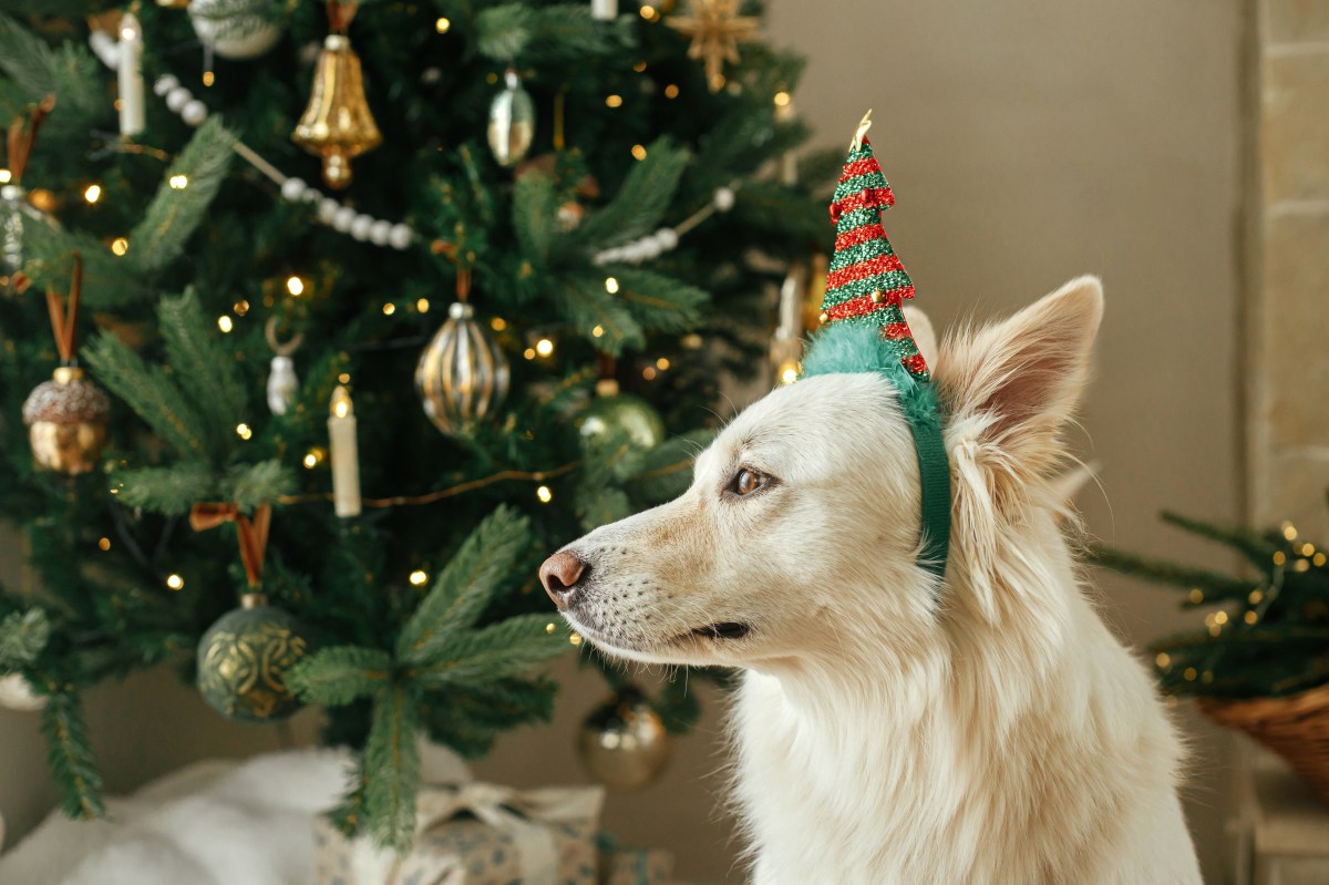 Hund Weihnachtsbaum