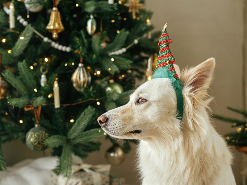 Hund Weihnachtsbaum