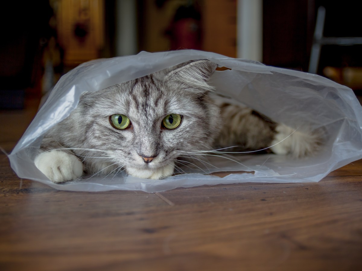 Katze leckt Plastiktüten ab: 4 Ursachen für die gefährliche Angewohnheit