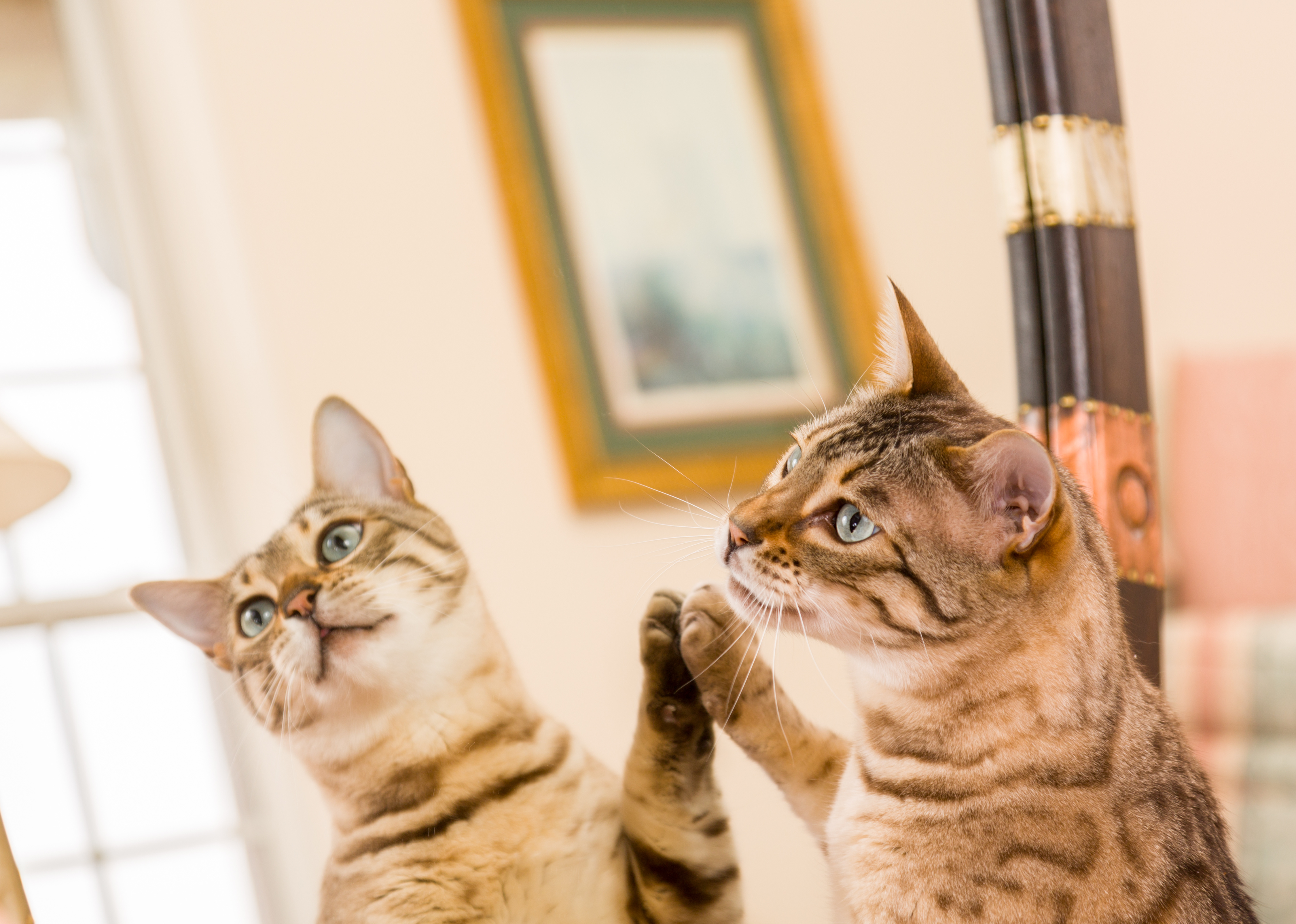 Katze kratzt am Spiegel: Was will sie damit sagen? - wmn