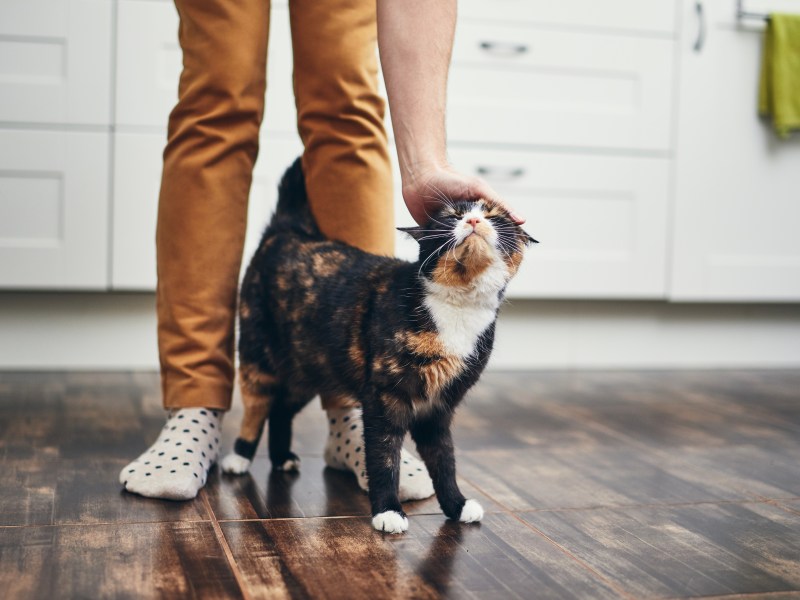 Katze streicht um Beine bei einer Frau in der Küche