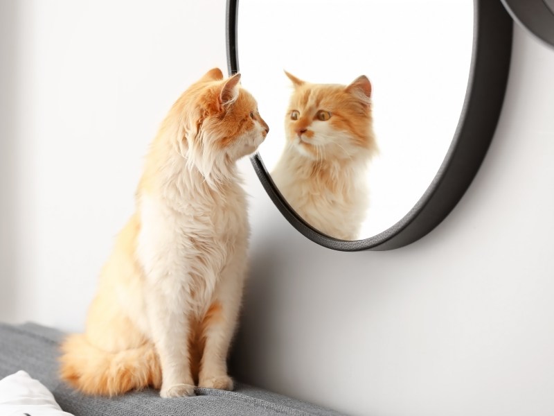 Katze im Spiegel auf einer Kommode