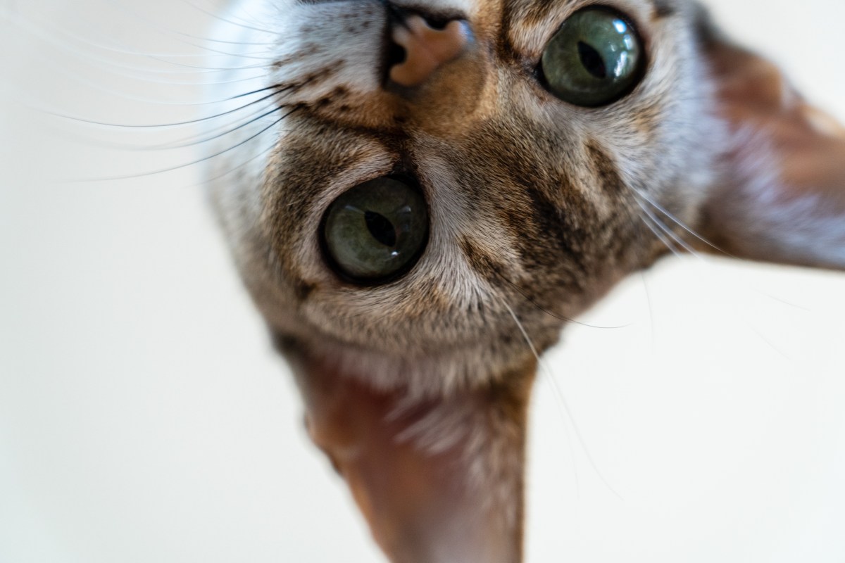 Kleine Katzenrassen Singapura Katze schaut in Kamera