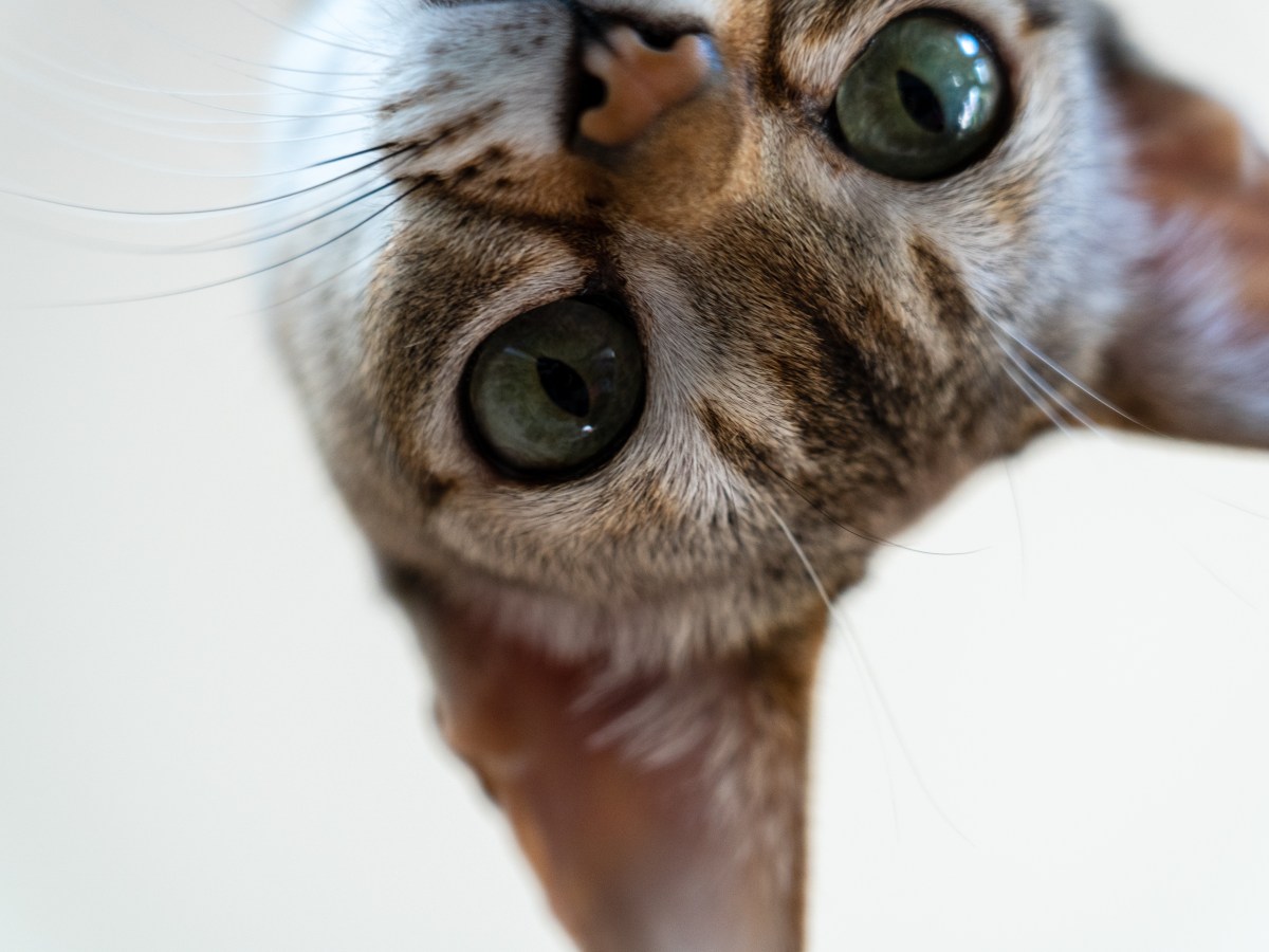 Kleine Katzenrassen Singapura Katze schaut in Kamera