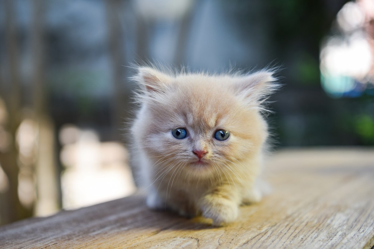 Kleinste Katze der Welt