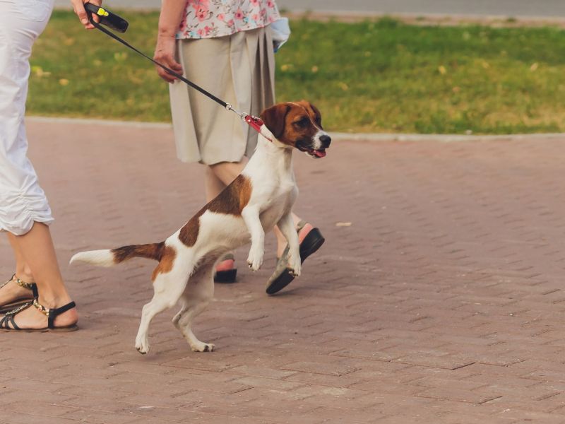 Leinenruck beim Hund